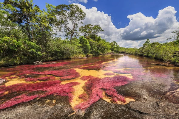 Cano Cristales (flod av fem färger), La Macarena, Meta, Colomb — Stockfoto