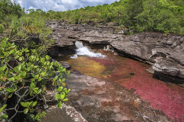 Cano Cristales (River of five colors), La Macarena, Meta, Colomb — Stock Photo, Image