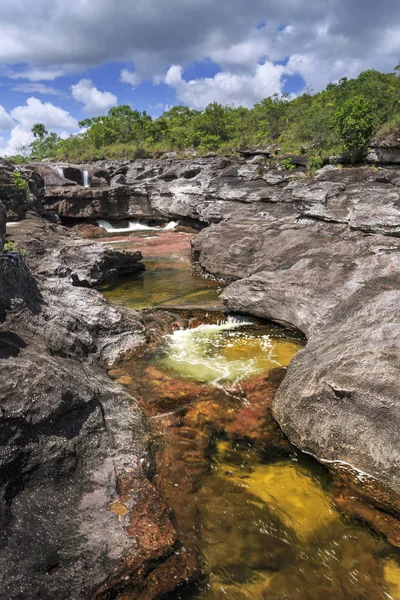 Cano Cristales (beş renk River), La Macarena, Meta, Colomb