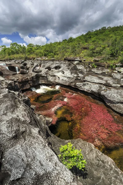 Cano Cristales (Río de cinco colores), La Macarena, Meta, Colomb —  Fotos de Stock