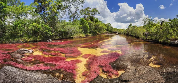 Cano Cristales (Sungai lima warna), La Macarena, Meta, Colomb — Stok Foto