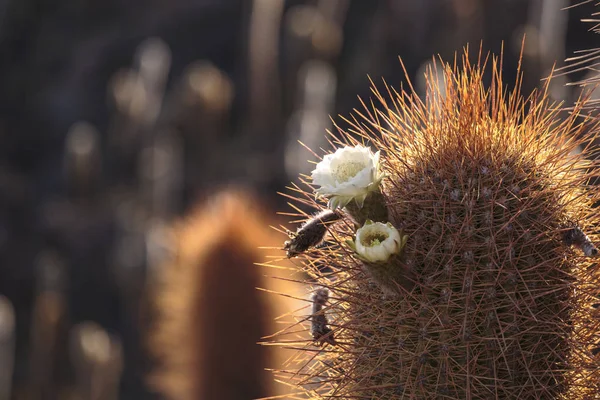 Cactus on the island Incahuasi, Uyuni Salt Flat, Bolivia — Stock Photo, Image