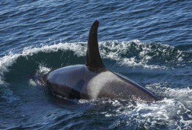 Killer Whales in the Kenai Fjords National Park, Alaska, USA clipart