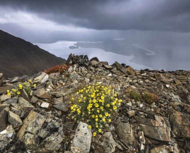 Kluane Milli Parkı, Yukon, Canada