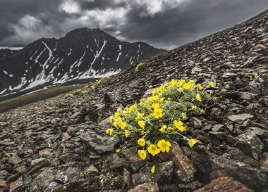 Kluane Milli Parkı, Yukon, Canada