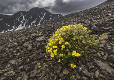 Kluane Milli Parkı, Yukon, Canada