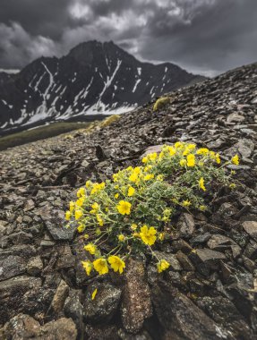 Kluane Milli Parkı, Yukon, Canada