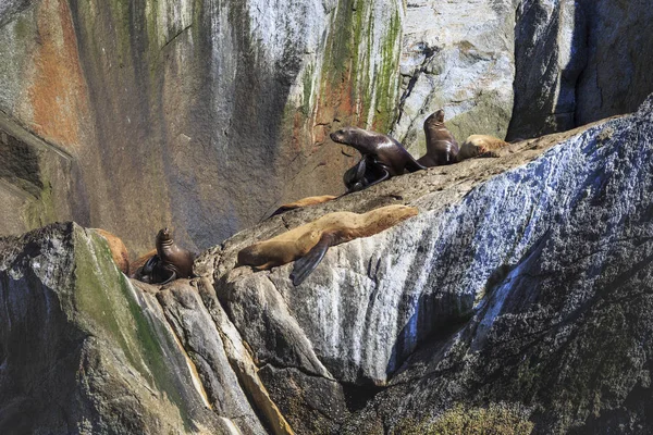 美国阿拉斯加州的基奈峡湾国家公园的海狮 — 图库照片