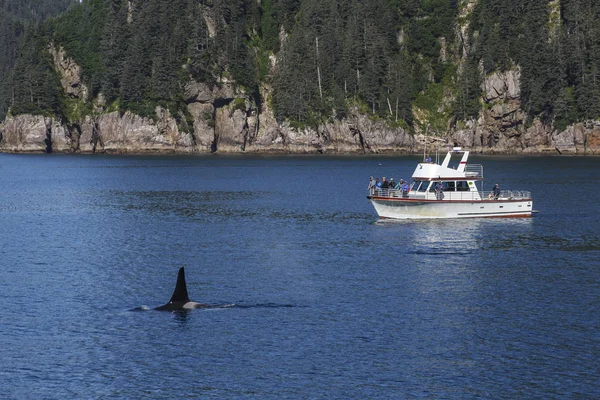 Killerwale im Nationalpark Kenai-Fjorde, Alaska, USA — Stockfoto