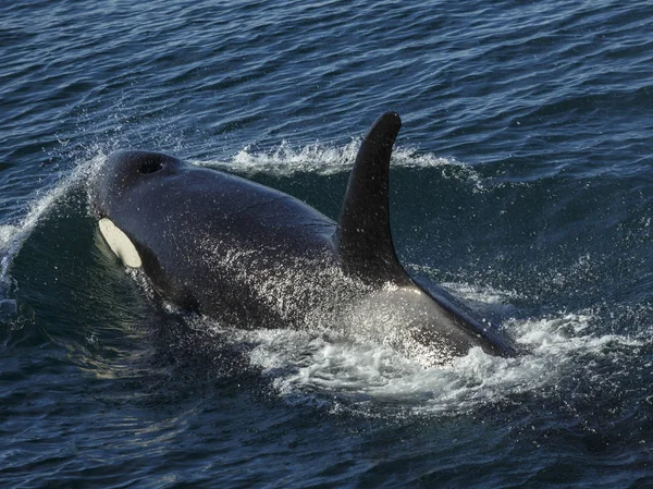 Ballenas Asesinas en el Parque Nacional de los Fiordos de Kenai, Alaska, EE.UU. —  Fotos de Stock