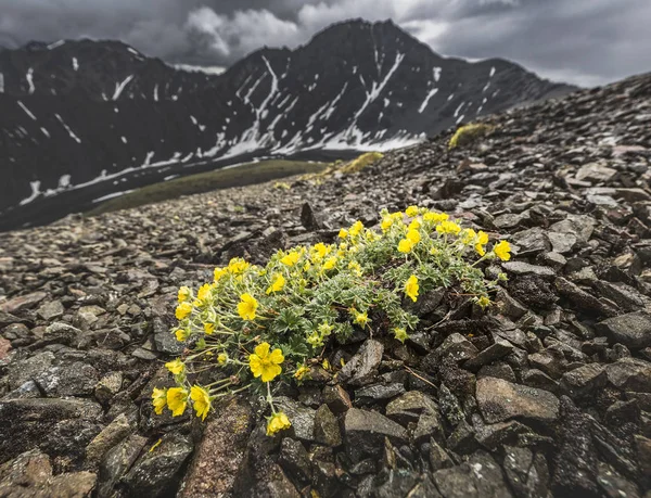 Kluane Milli Parkı, Yukon, Canada