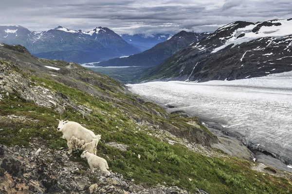 Bergsget på glaciären Exit, Akaska, Usa — Stockfoto