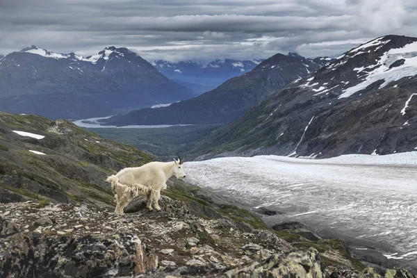 Cabra montesa na geleira de saída, Akaska, EUA — Fotografia de Stock