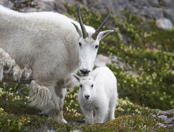 Chèvre de montagne, Akaska, USA — Photo