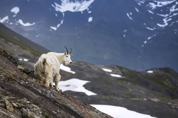 Capra di montagna, Akaska, Stati Uniti d'America — Foto Stock