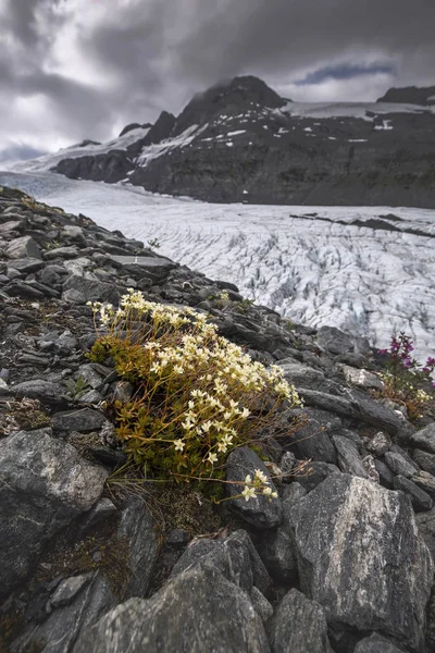 Glaciar Worthington, Alasca, EUA — Fotografia de Stock