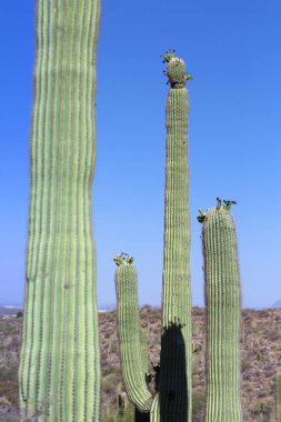 Kaktüs kayıp Hollandalı State Park, Arizona, ABD