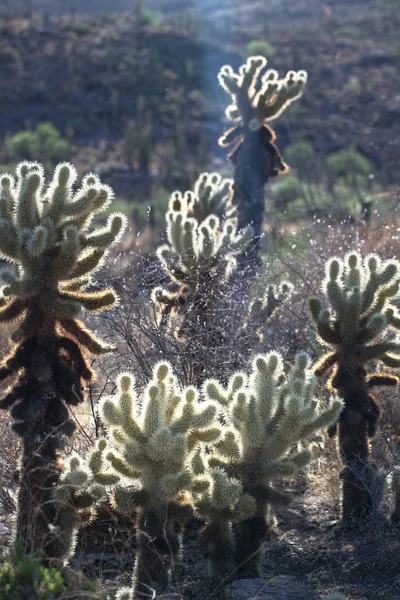 Cactus in the Lost Dutchman State Park, Arizona, USA — Stock Photo, Image