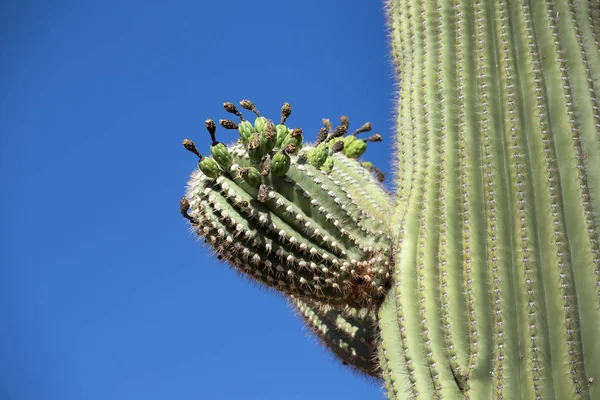 Cactus in the Lost Dutchman State Park, Arizona, USA — Stock Photo, Image