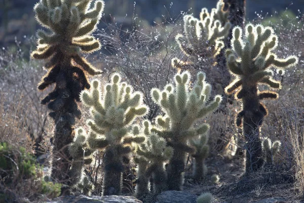 Kaktus v ztracené Holanďan State Park, Arizona, Usa — Stock fotografie