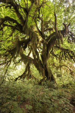 Hoh yağmur ormanı, olimpik milli park, washington, ABD