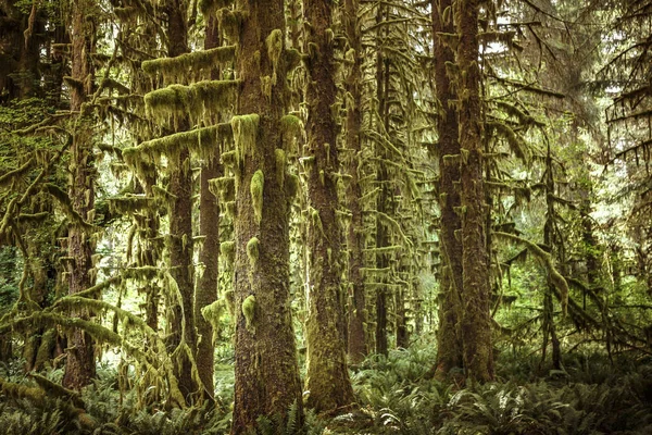 Forêt pluviale Hoh, Parc national olympique, Washington, États-Unis — Photo