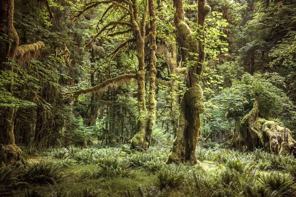 Forêt pluviale Hoh, Parc national olympique, Washington, États-Unis — Photo