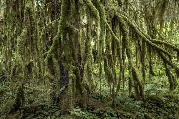 Forêt pluviale Hoh, Parc national olympique, Washington, États-Unis — Photo