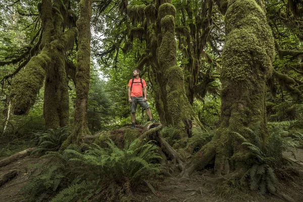 Hoh Yağmur Ormanı Olimpik Milli Park Washington Abd — Stok fotoğraf