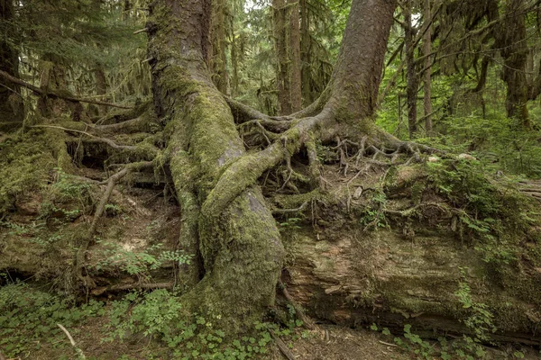 Lasu deszczowego HOH, olympic park narodowy, washington, Stany Zjednoczone Ameryki — Zdjęcie stockowe