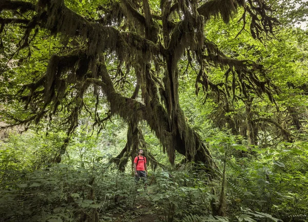 Forêt Pluviale Hoh Parc National Olympique Washington États Unis — Photo