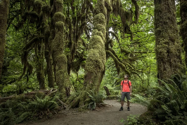 Hoh Esőerdők Olympic Nemzeti Park Washington Amerikai Egyesült Államok Jogdíjmentes Stock Fotók
