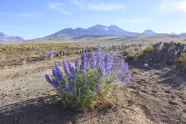 Blommande Atacamaöknen, Chile — Stockfoto