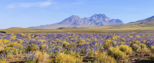 Deserto de Atacama florido, Chile — Fotografia de Stock