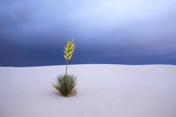 Monument national White Sands Nouveau-Mexique, États-Unis — Photo