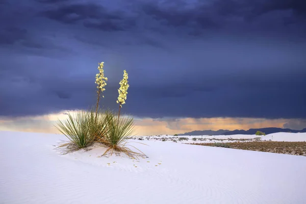 Monument national White Sands Nouveau-Mexique, États-Unis — Photo