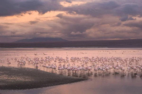 Flamingos auf der Colorado-Lagune, Altiplano, Bolivien — Stockfoto