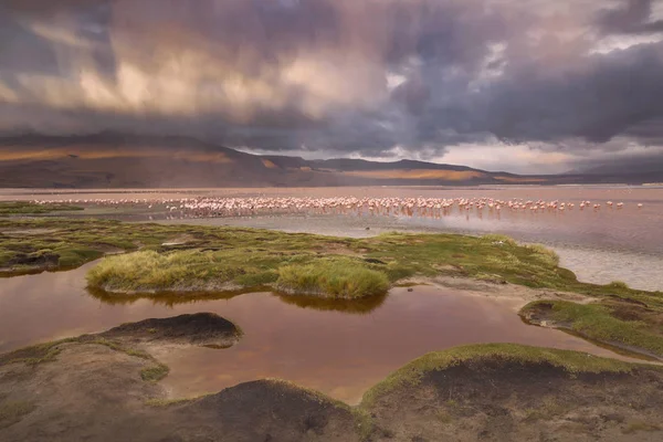 Flamencos en la laguna de Colorado, Altiplano, Bolivia —  Fotos de Stock