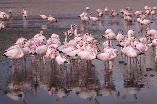 Flamingos on the Colorado lagoon, Altiplano, Bolivia — Stock Photo, Image