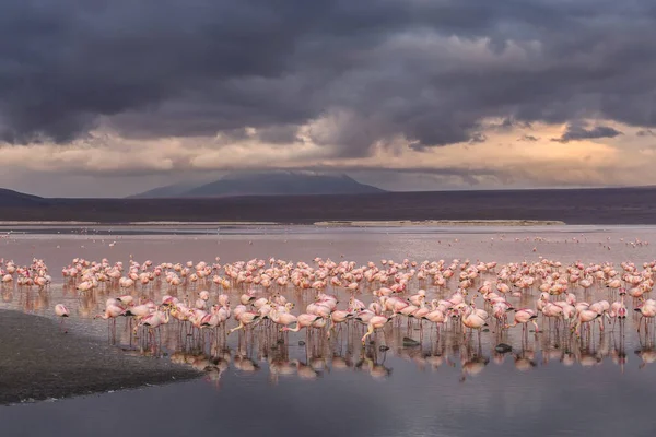 Flamingos auf der Colorado-Lagune, Altiplano, Bolivien — Stockfoto