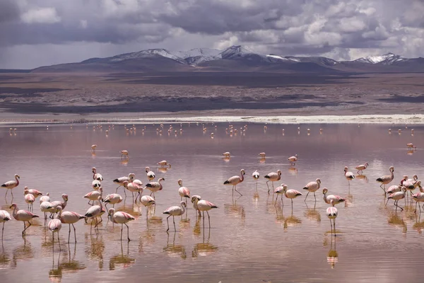 Flamingos na lagoa do Colorado, Altiplano, Bolívia — Fotografia de Stock