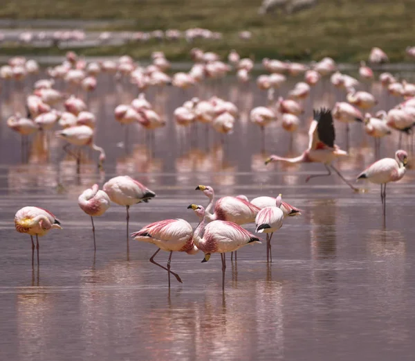 Flamingos on the Colorado lagoon, Altiplano, Bolivia — Stock Photo, Image