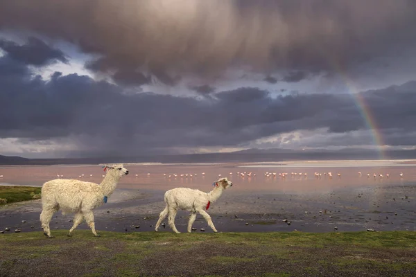 Llamas na lagoa Colorada, Altiplano, Bolívia — Fotografia de Stock