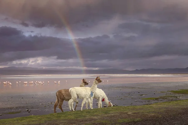 Llamas na lagoa Colorada, Altiplano, Bolívia — Fotografia de Stock