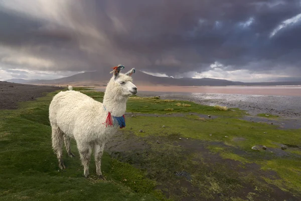 Llama Lagoa Colorada Altiplano Bolívia — Fotografia de Stock