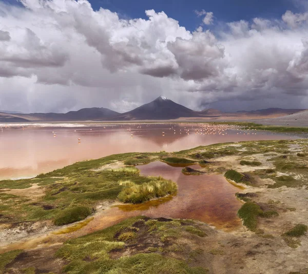 Colorada lagoon, Altiplano, Bolivia — Stockfoto