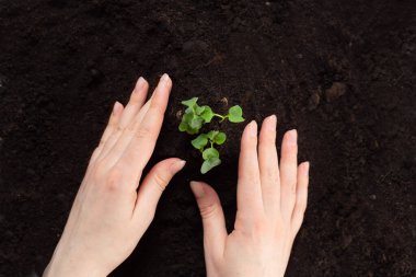 Dünya Günü ve Ekoloji. Ellerinde bitki var. Çiçek taşıyan genç bir çift toprağa bir bitki ekti. Fotoğraf konsepti dünyayı ve ekolojiyi kurtarır. kopyalama alanı. hikaye.