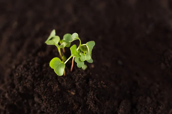 Growing plant. copy space. green plant surface top view textured background.