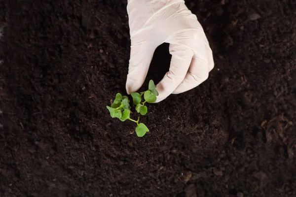 Earth day and Ecology.Plant in hands.Young couple carrying plant and planted a plant in to the soil on land back ground.field,land,hope,Global warming.Photo concept save world and ecology. copy space.