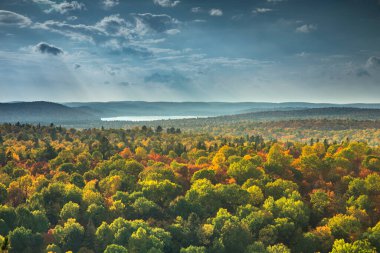 Sonbahar mevsiminin havadan görünüşü orman manzarası